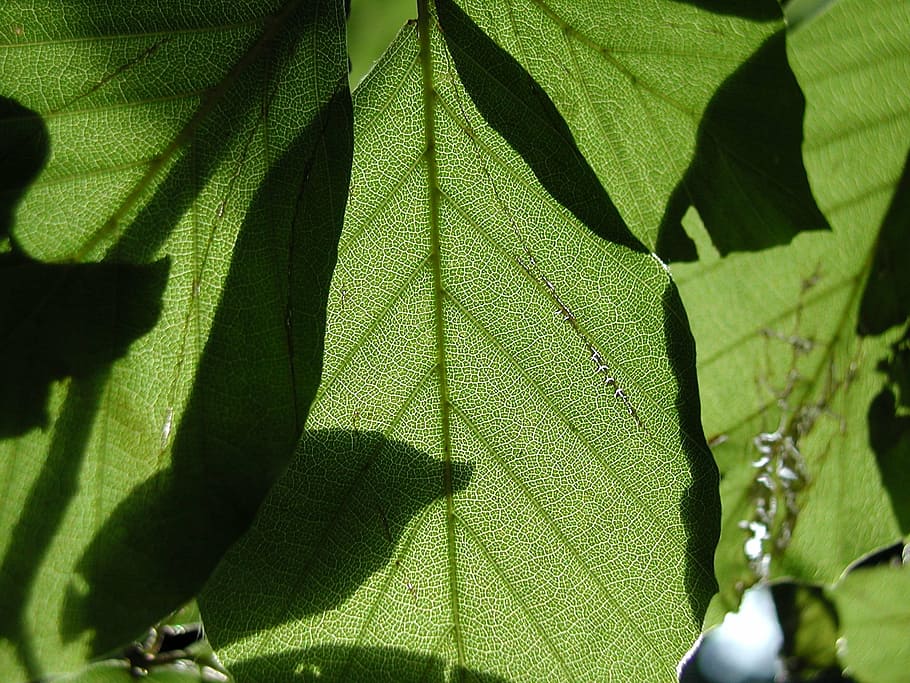 leaves, sun, transparent, shadow, shadow play, frame, green HD wallpaper