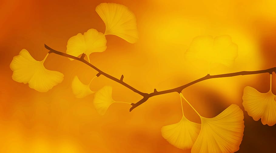 HD wallpaper: yellow ginkgo leaf, texture, background, ginkgo leaves,  branch | Wallpaper Flare