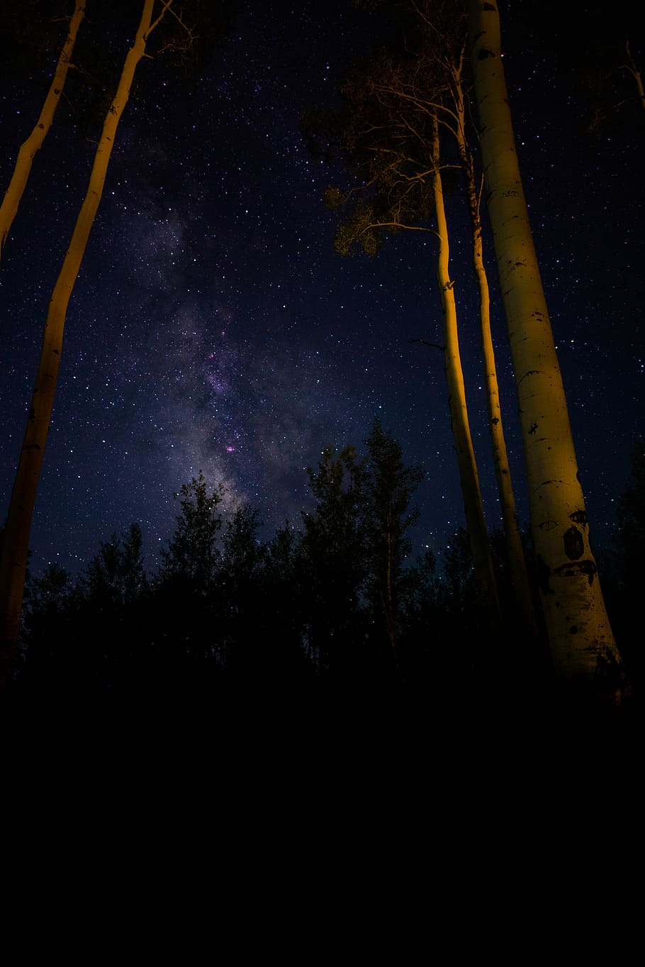 low angle photo of white tree trunks with nightsky, forest and sky full of stars HD wallpaper