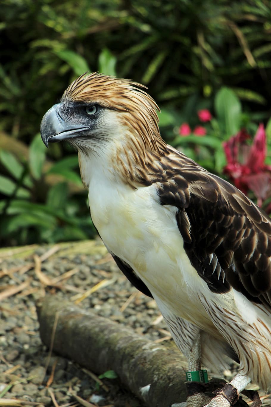 bald-eagle-bald-eagles-davao-eagle-eagle.jpg