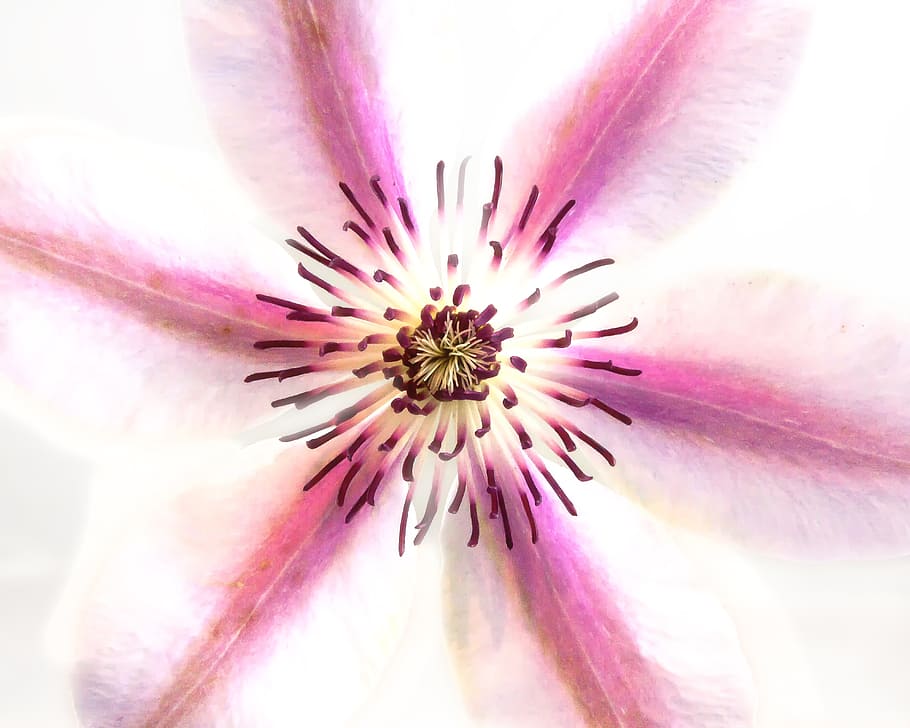 macro photography of pink Clematis flower, blossom, bloom, close HD wallpaper