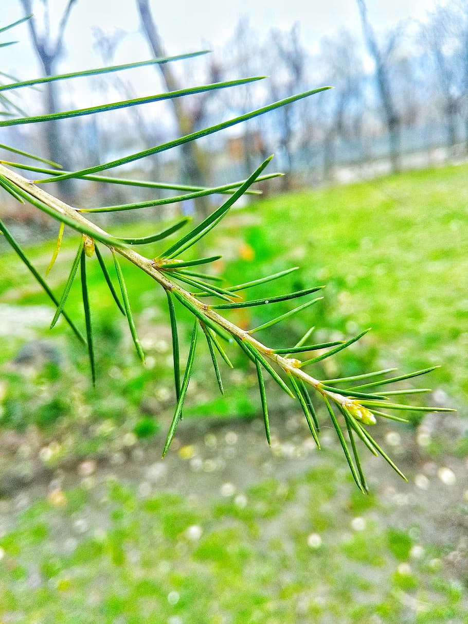 nature, leaf, flora, grass, outdoors, tree, closeup, branch HD wallpaper