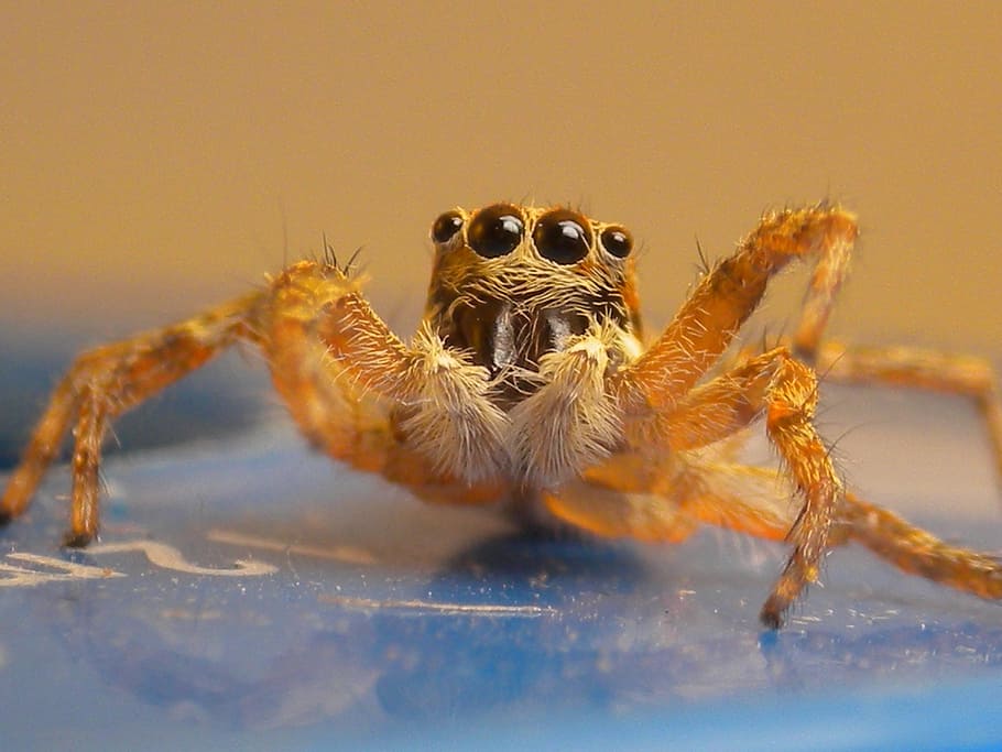 spider, insect, macro, animals in the wild, one animal, animal wildlife HD wallpaper