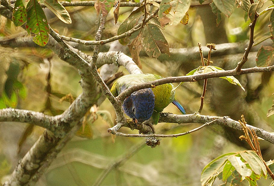 parrot, ave, bird, bird watching, green, armenia, tree, branch HD wallpaper