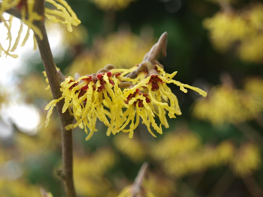 witch hazel, blossom, flower, spring, nature, hamamelidaceae HD wallpaper