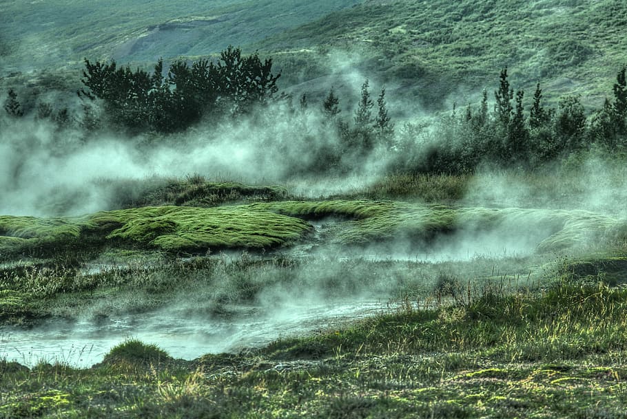 trees covered by fogs, grass field with mist, nature, forest HD wallpaper