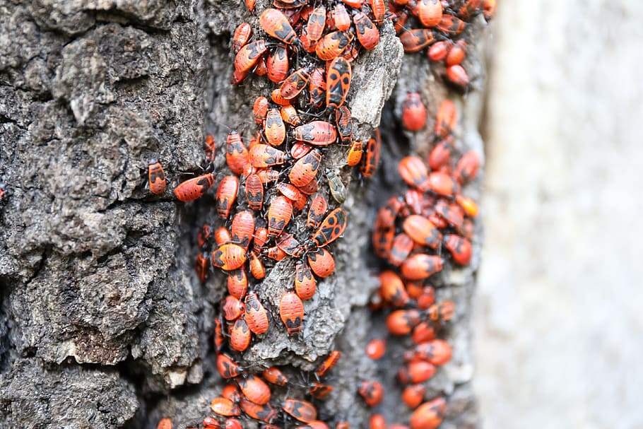 swarm, nature, bugs, bark, no people, food and drink, close-up HD wallpaper