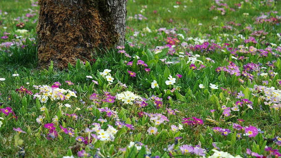 white and pink petaled flowers, spring, flower meadow, tree HD wallpaper