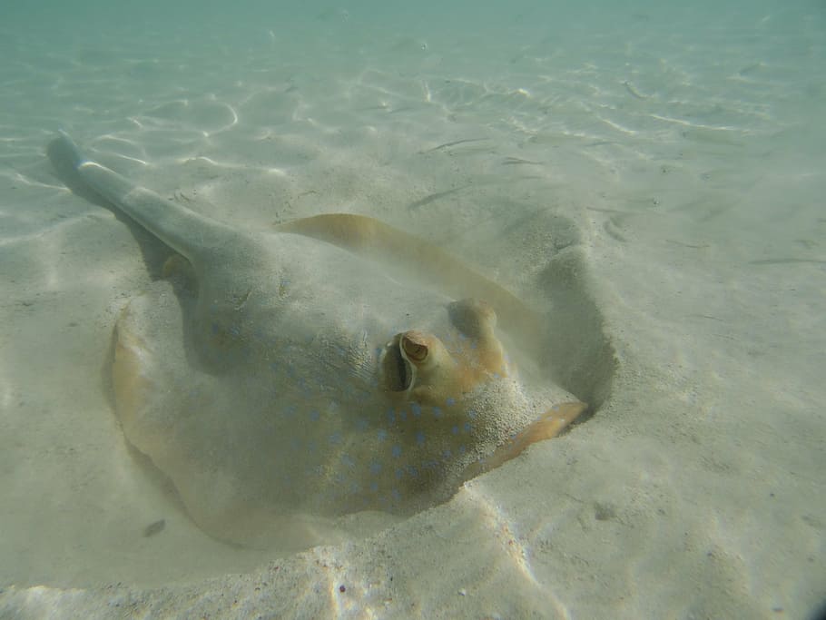 rays, coral bay rays, australia, fish, marine life, underwater HD wallpaper