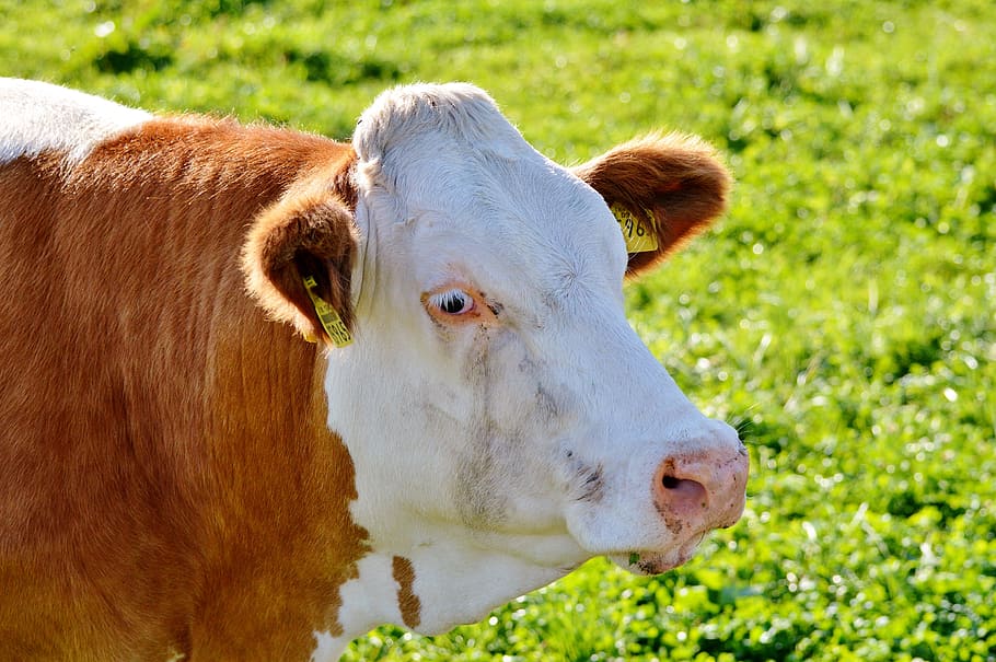 cow, beef, ruminant, cattle, livestock, paarhufer, pasture HD wallpaper
