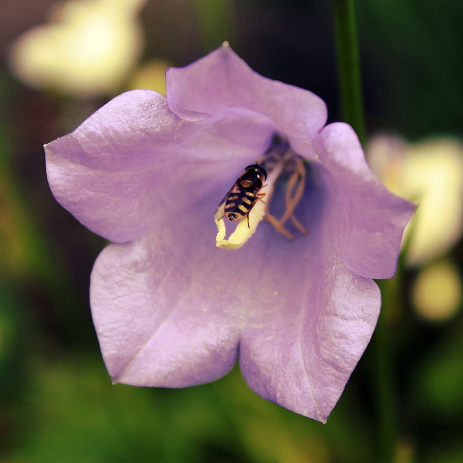 bellflower, hover fly, blossom, bloom, nature, insect, close HD wallpaper