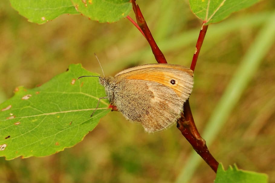 nature, leaf, insect, plant, at the court of, butterfly day HD wallpaper
