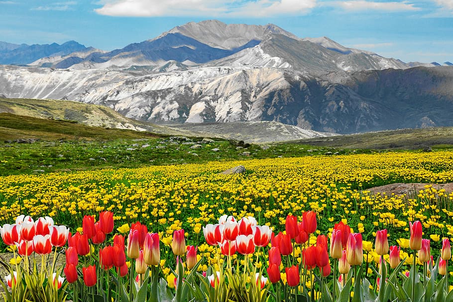 red, white, and yellow tulips near mountain, field of rapeseeds