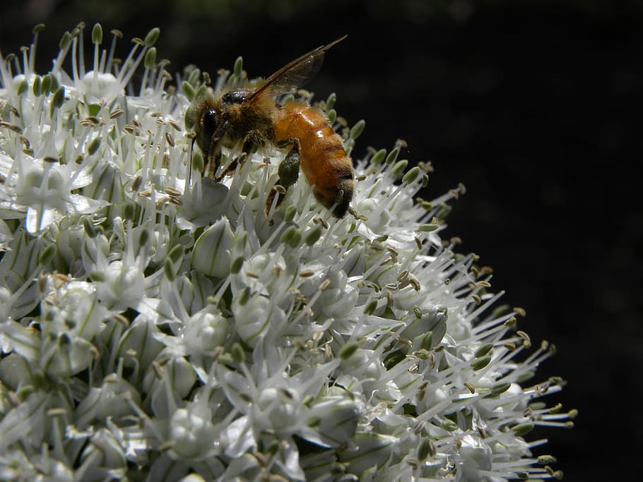 Bee, Flower, Allium, White, Wildlife, botany, macro, insect HD wallpaper