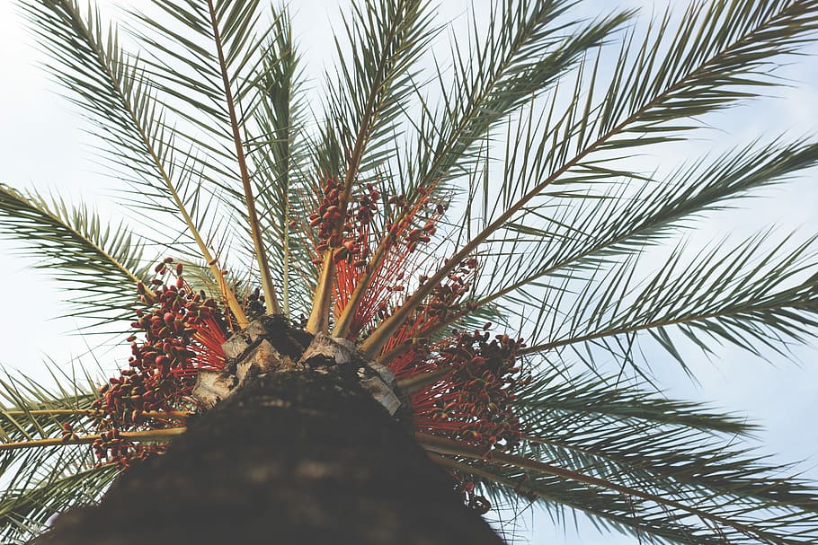 green palm leaf tree, low angel photography of green palm tree HD wallpaper