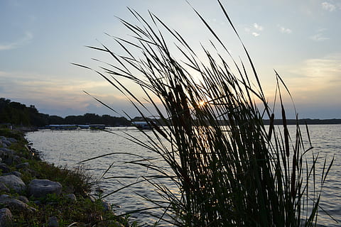 Cattails, Weeds, Waterside, Aquatic, marsh, swamp, lakeside HD wallpaper