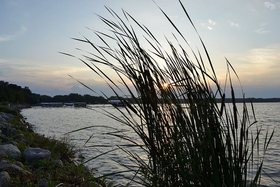 Cattails, Weeds, Waterside, Aquatic, marsh, swamp, lakeside HD wallpaper