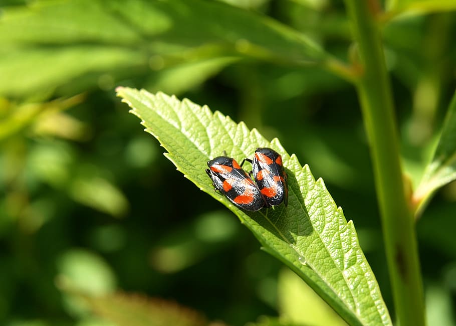 beetle, black red, close, couple, plant part, animals in the wild HD wallpaper