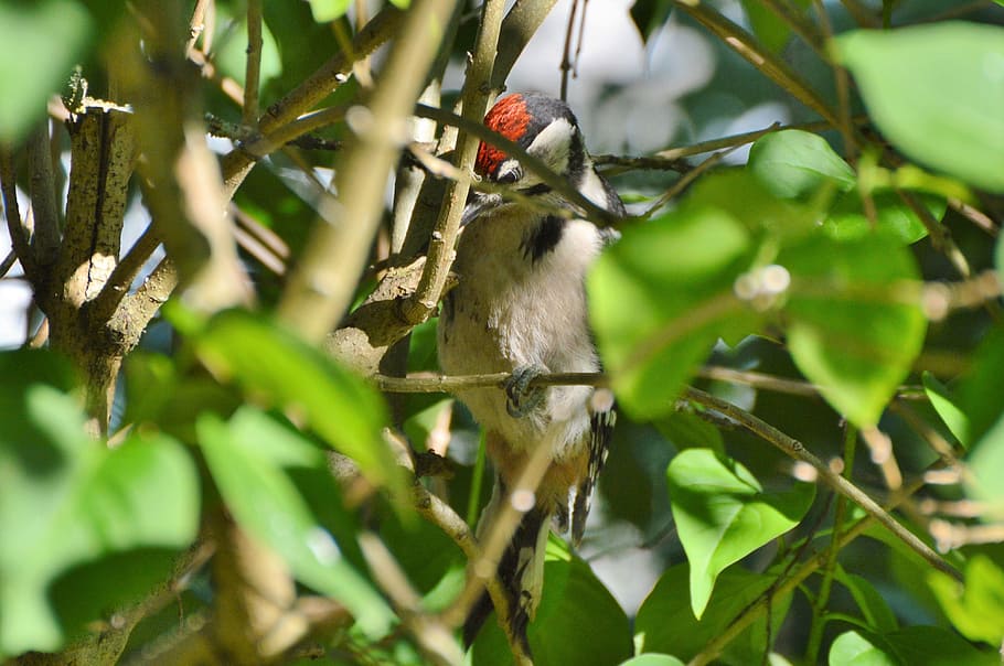 Great Spotted Woodpecker, Woodpecker, forest bird, nature, animal, HD wallpaper