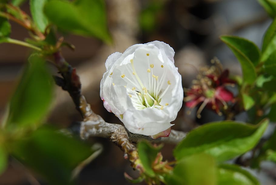 apple blossom, spring, nature, flower, plant, flowering plant HD wallpaper