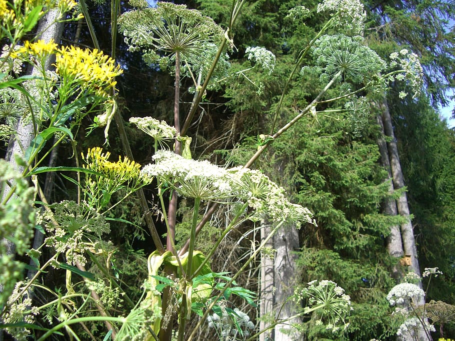 giant hogweed, doldengewaechs, blossom, bloom, white, groundsel HD wallpaper
