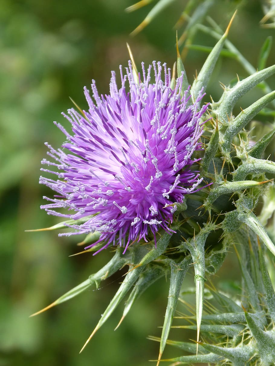 Thistle, Skewers, Beauty, Plant, Wildlife, plant wildlife, cotton thistle, HD wallpaper