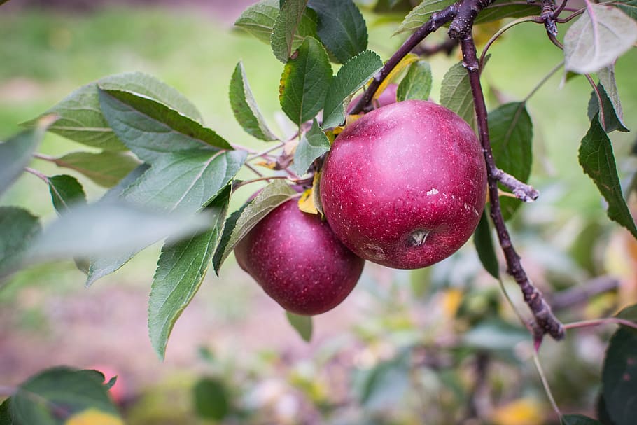 Apple, Tree, Fall, Apple Tree, Fruit, autumn, harvest, orchard HD wallpaper