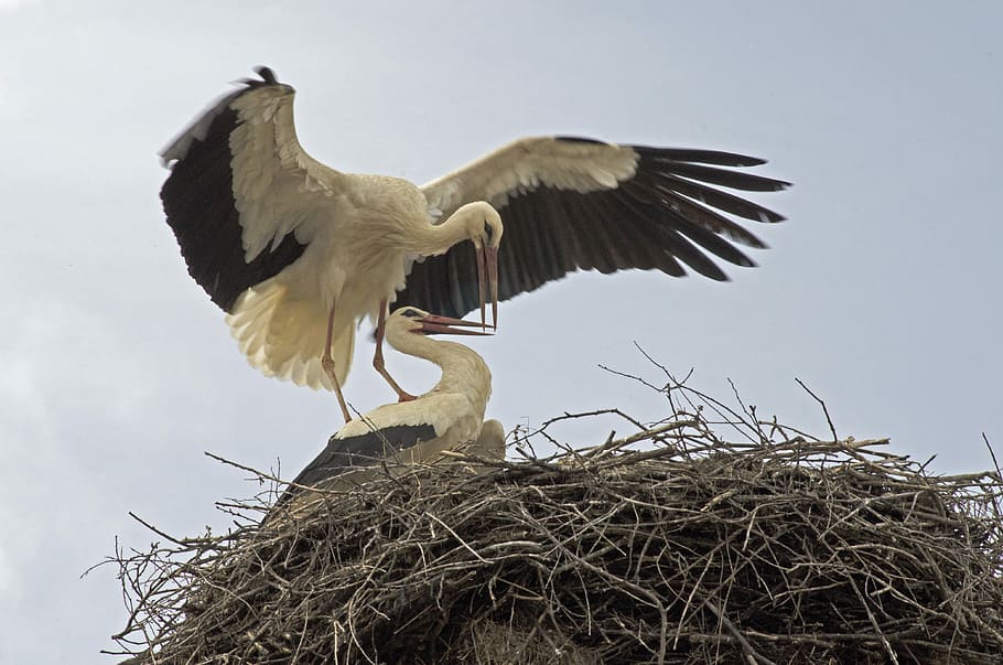 two white birds in nest at daytime, storks, migrating birds, bulgaria, HD wallpaper