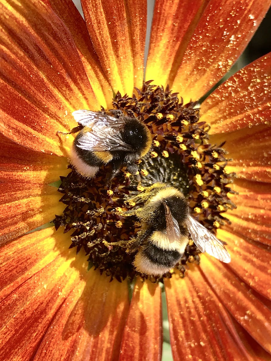 hummel, bumblebees, bourdon, flower, nature, garden, close, HD wallpaper