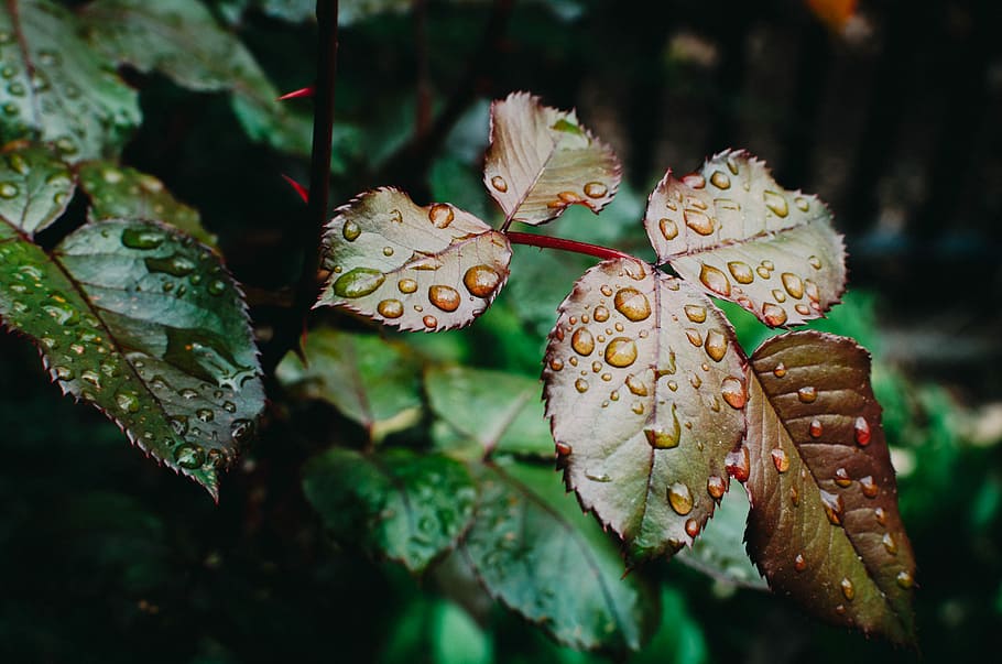 selective focus photography of plant with water dews, selective focus of dew drops on leaf HD wallpaper
