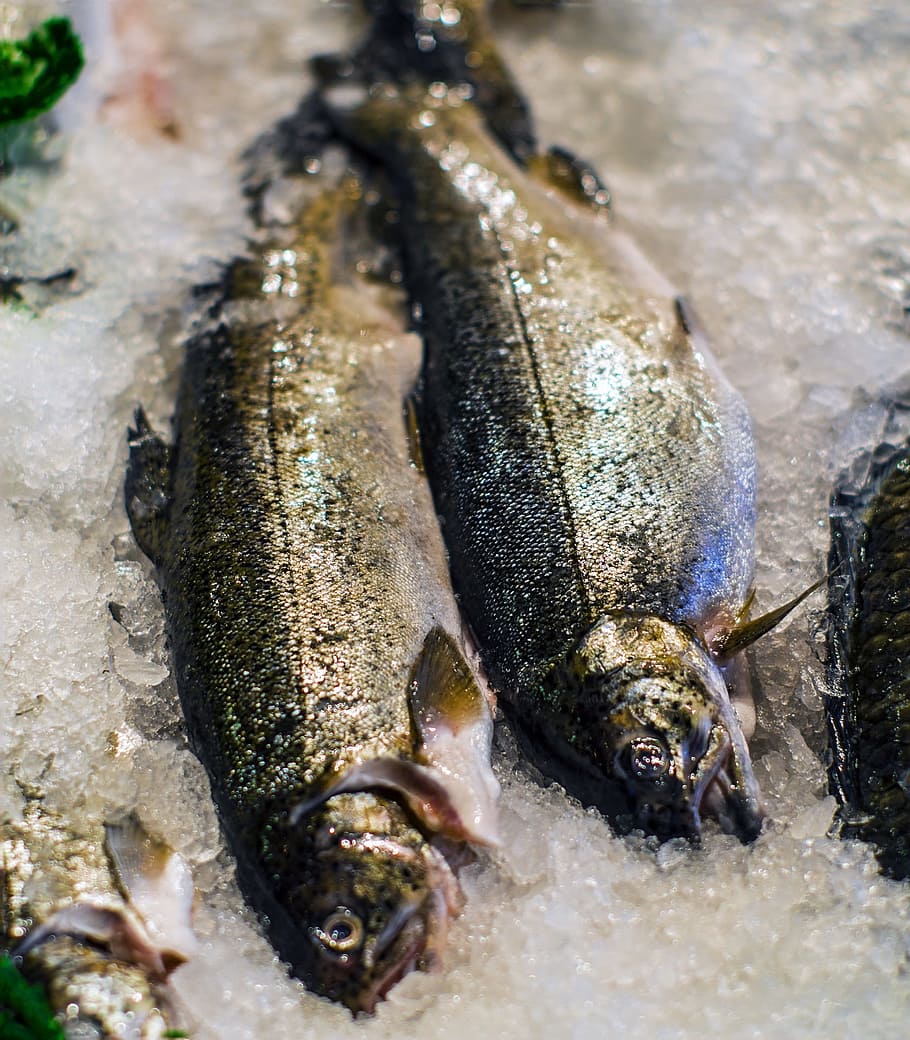 Fish, Fresh, Caught, Seafood, Raw, market, ice, uncooked, meal, HD wallpaper
