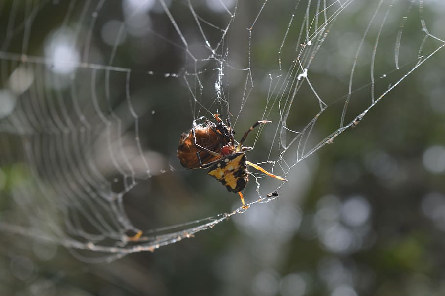 spider, cobweb, insects, spider web, animal themes, animals in the wild HD wallpaper