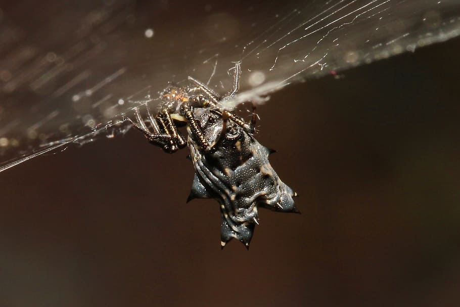 Spider, Arachnid, Web, Scary, black, dark, creepy, spiderweb HD wallpaper