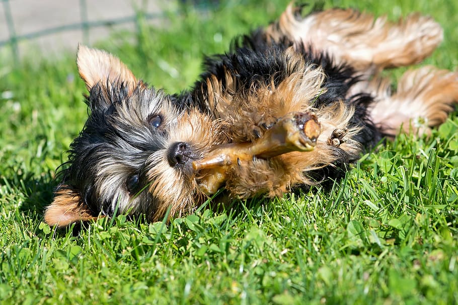 black and gold Yorkshire terrier puppy lying on grass field, dog