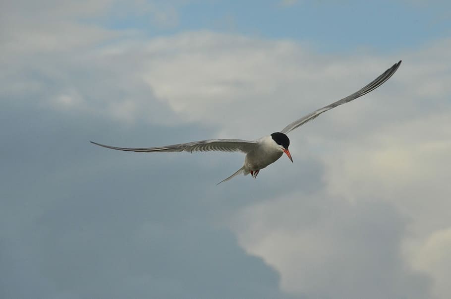 Bird, Common Tern, Seagull, Wing, Fly, air, clouds, flying HD wallpaper