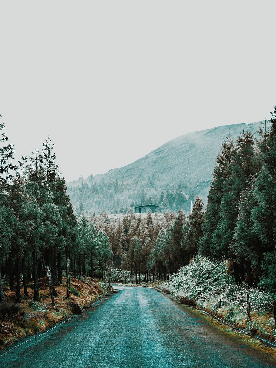 Dream house, black asphalt road in the middle of trees during daytime HD wallpaper