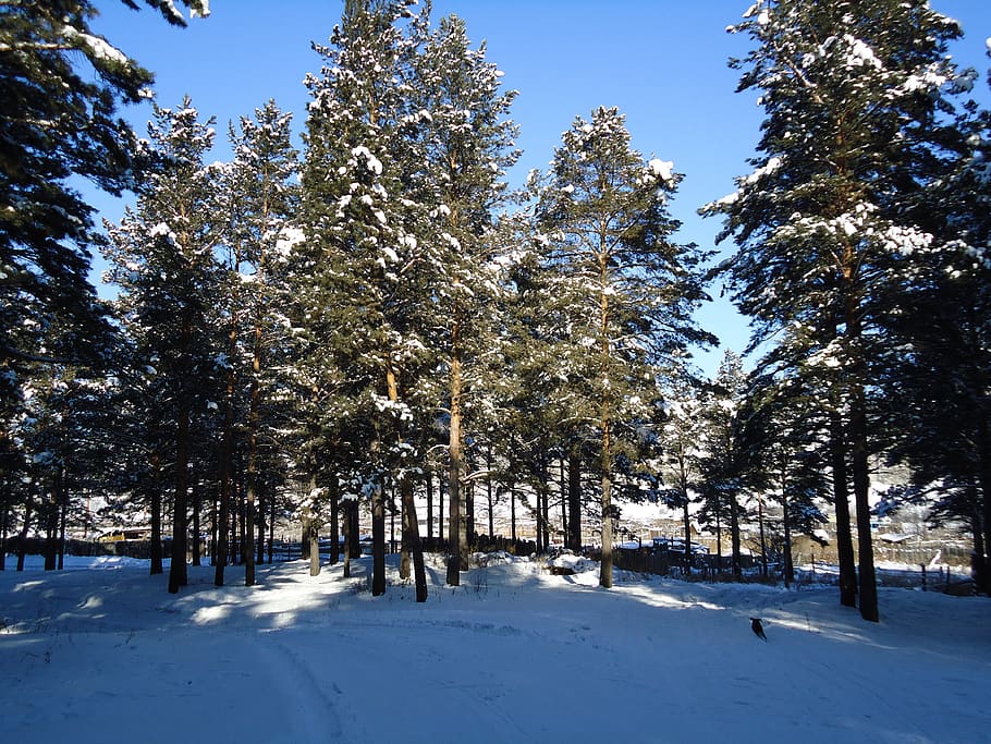 winter forest, nature, spruce, tree, plant, snow, cold temperature HD wallpaper