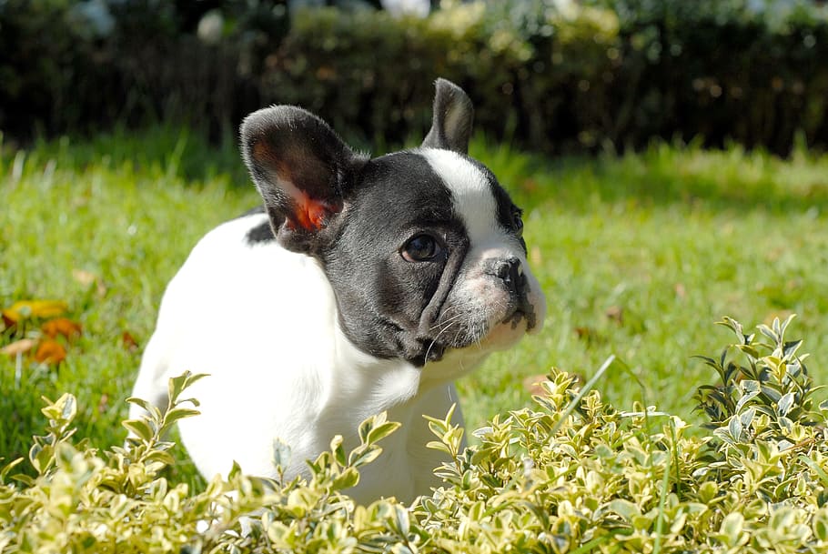 do boston terrier puppies shed
