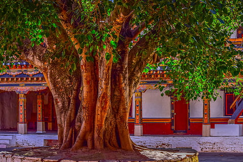 close-up photo of green tree, banyan tree, bark, big tree, courtyard HD wallpaper
