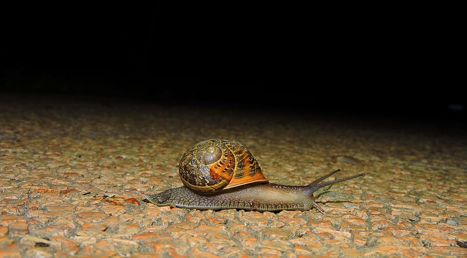 snail, crawl, night, animal, slimy, house, nature, slow, wildlife HD wallpaper