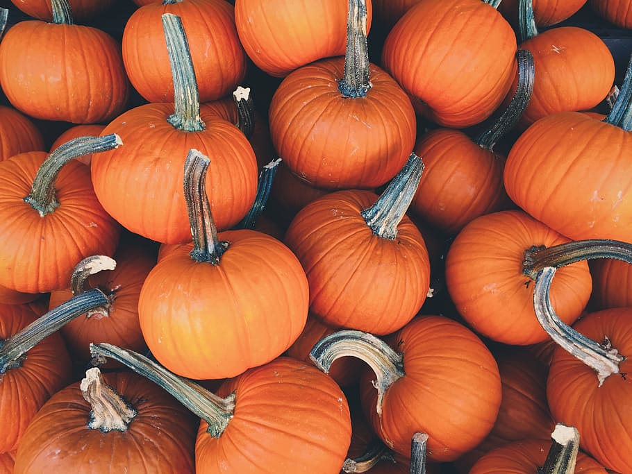 bunch of pumpkins, orange, halloween, food, vegetable, food and drink HD wallpaper