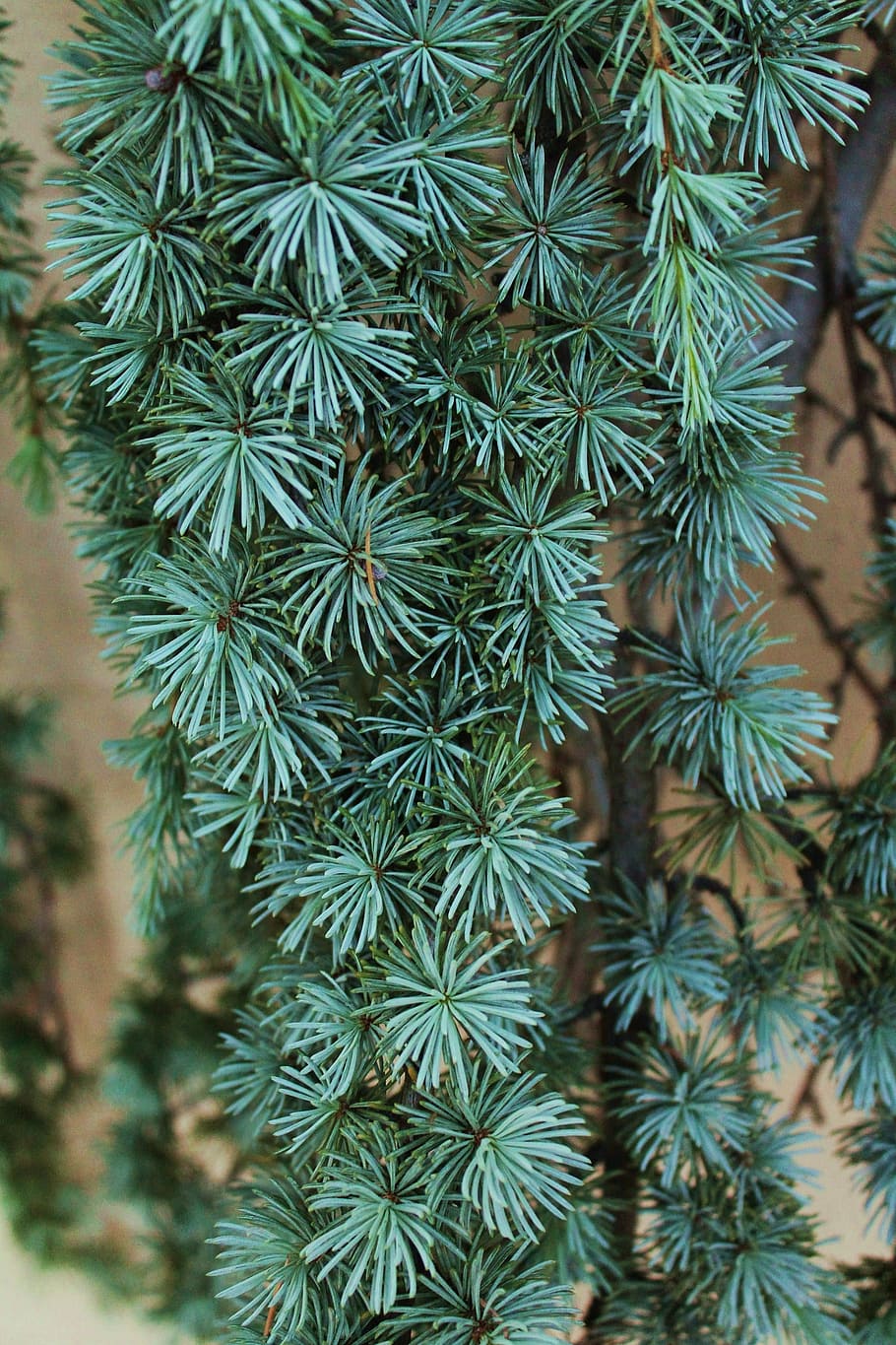 pine tree, weeping tree, green, pine needles, branches, evergreen, HD wallpaper