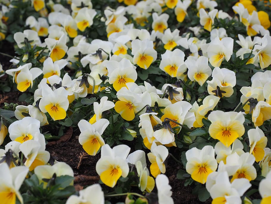Pansy, Flowers, Bloom, Spring, White, yellow, blütenmeer, flower plants HD wallpaper
