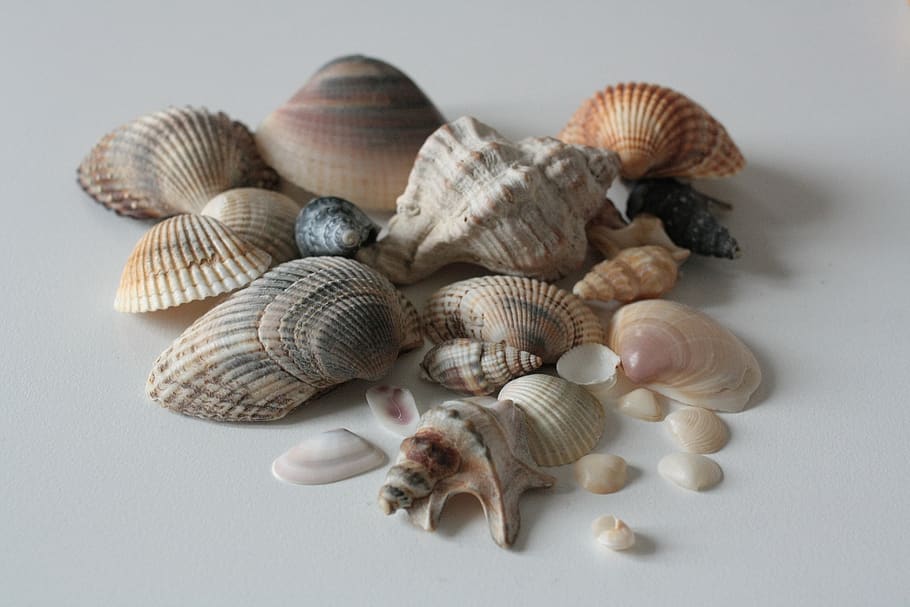 shells, sea, nature, summer, beach, holiday, holidays, animal shell HD wallpaper