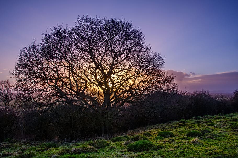 three of life with golden hour background, sunset, tree, shadow HD wallpaper