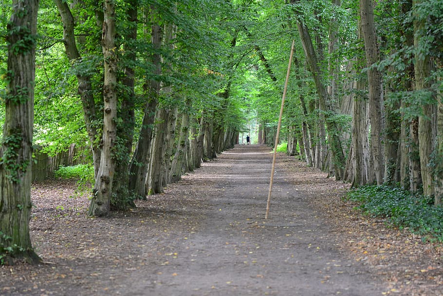 trees, walking path, forest, landscape, green, hiking, park HD wallpaper