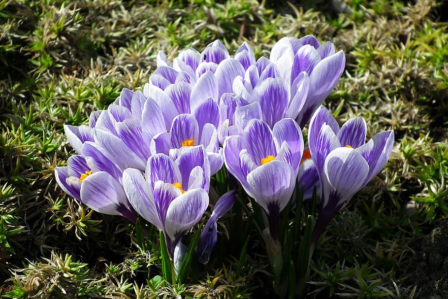 flower, crocus, colorful, spring, nature, plant, blooming, flowering plant HD wallpaper