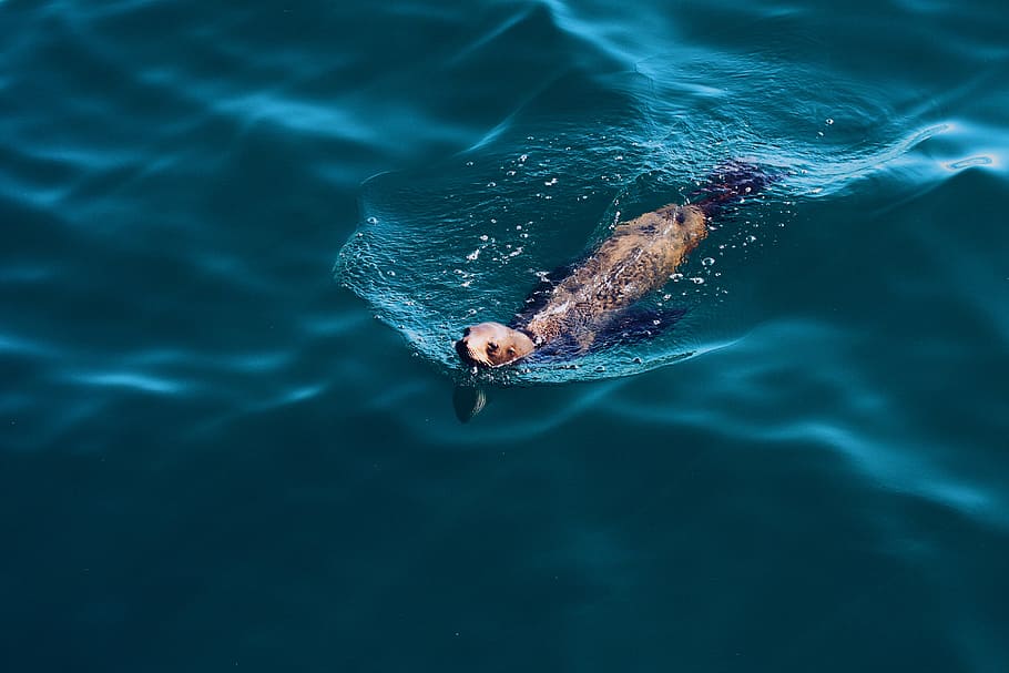 The seals are swimming now. Прозрачная в воде кит. Плавание человека и животных. Морской организм плавает. Активное плавание животных.