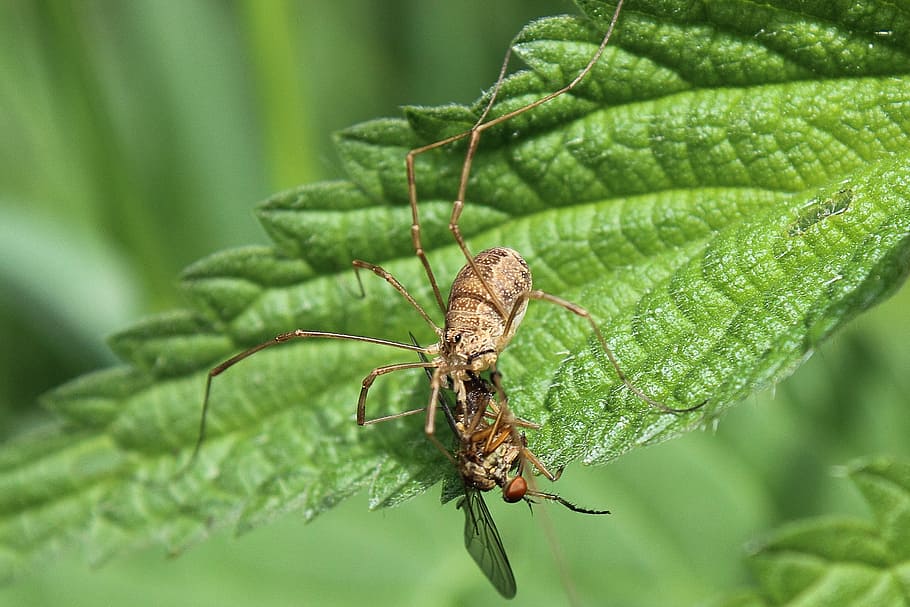 spider, prey, hunter, macro, close, caught, insect, arachnids HD wallpaper