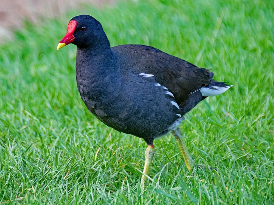 HD wallpaper: common moorhen, gallinula chloropus, bird, birds, animals ...